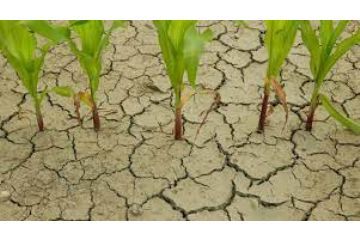Segnalazioni dei danni alle produzioni agricole - domande entro il 10.9.2022