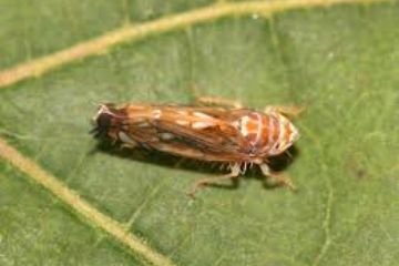 Emergenza flavescenza dorata della vite