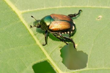 Emergenza dell’insetto nocivo Popillia japonica